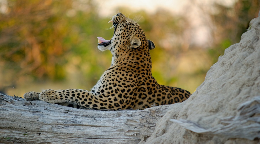 8 day tanzania lodge safari with lake manyara and ngorongoro crater
